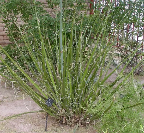 巨型红丝兰 (Hesperaloe funifera)