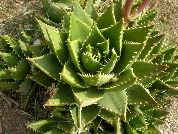 不夜城芦荟 (Aloe x nobilis)
