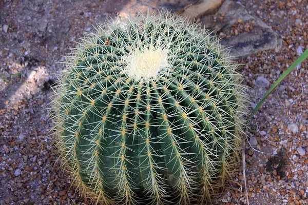 金琥 (Echinocactus grusonii)