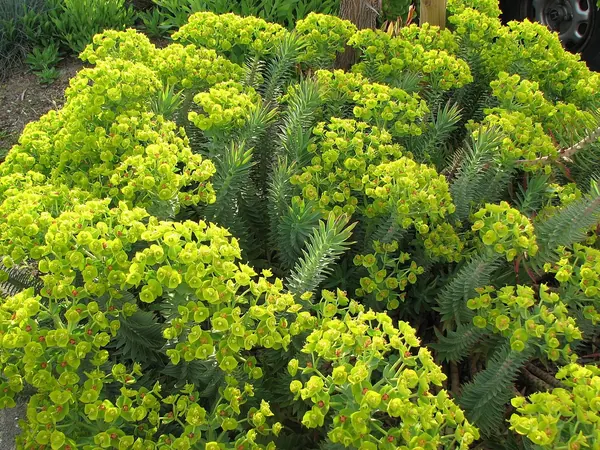 银叶大戟 (Euphorbia rigida)