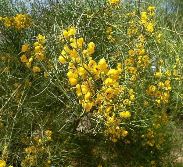 丝叶决明 (Cassia nemophila (Senna artemisioides filifolia))