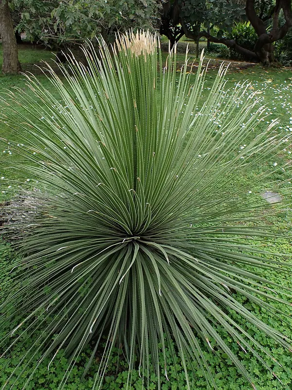 绿沙漠勺 (Dasylirion acrotrichum)