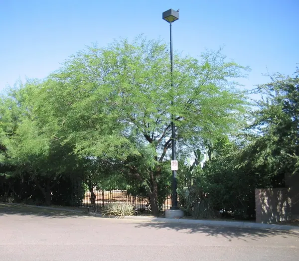 瓜希洛金合欢 (Acacia berlandieri)