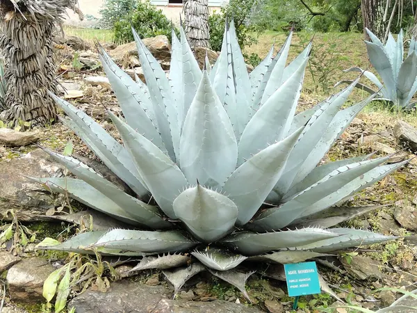 哈氏龙舌兰 (Agave havardiana)