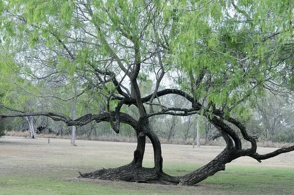腺牧豆树 (Prosopis glandulosa)