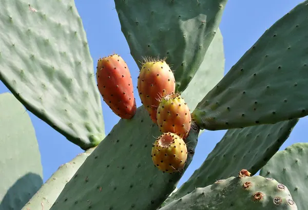 梨果仙人掌 (Opuntia ficus indica)