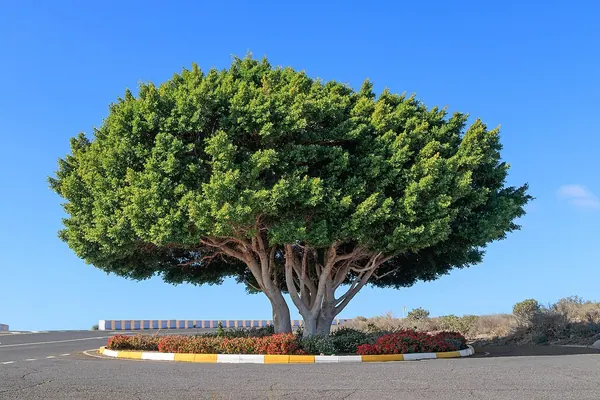 细叶榕 (Ficus microcarpa)