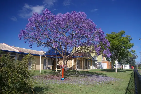 蓝花楹 (Jacaranda mimosifolia)