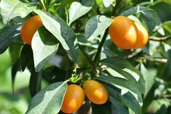 金橘 (Citrus japonica (also Fortunella spp.))
