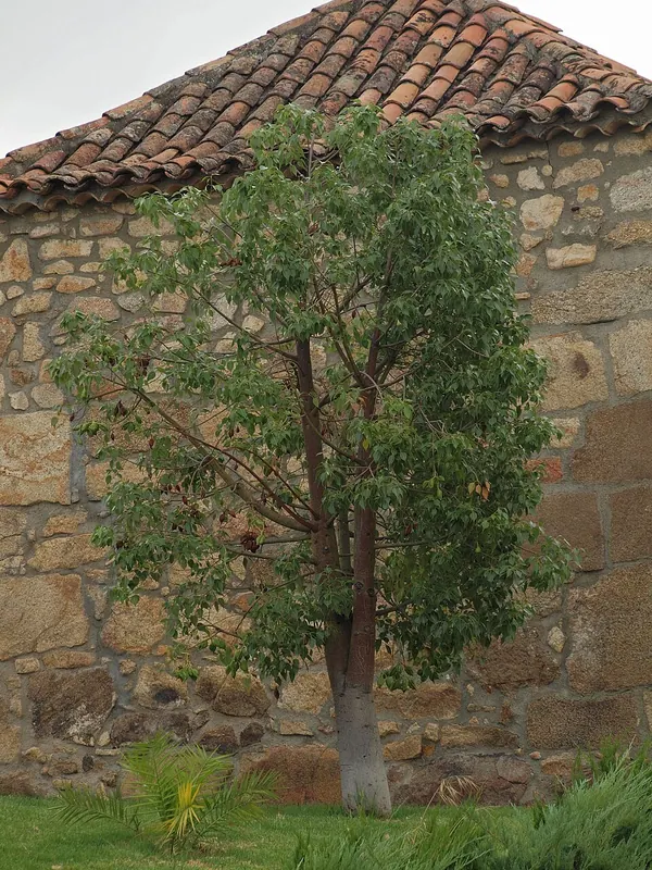 杨叶瓶干树 (Brachychiton populneus)