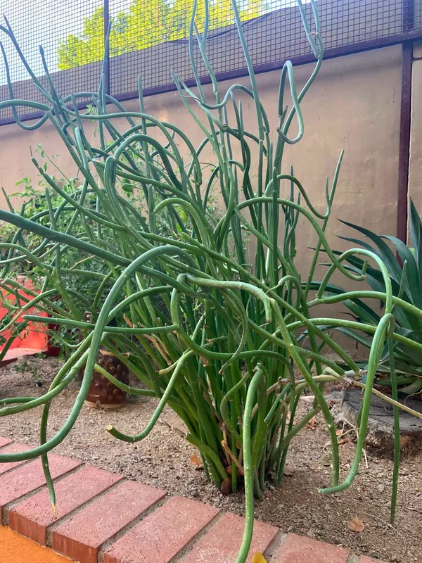 大果红雀珊瑚 (Euphorbia macrocarpus)