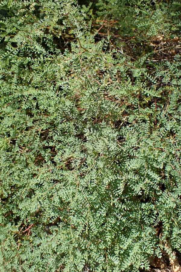 柠檬戴尔豆 (Dalea capitata)