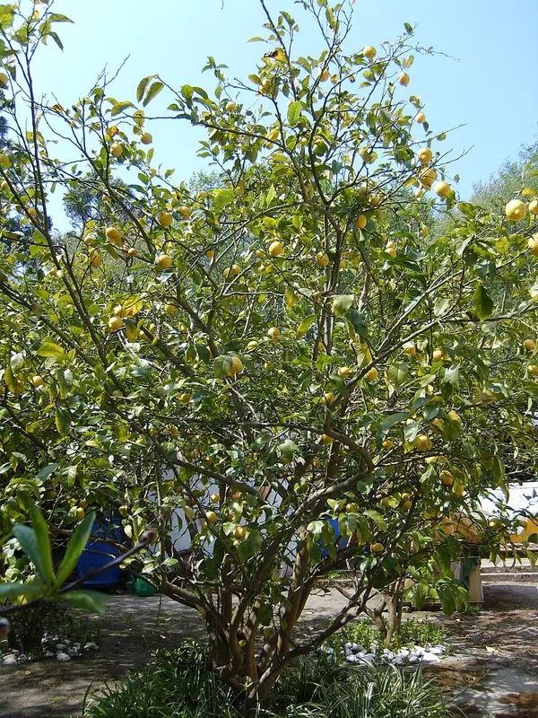 柠檬树 (Citrus limon)