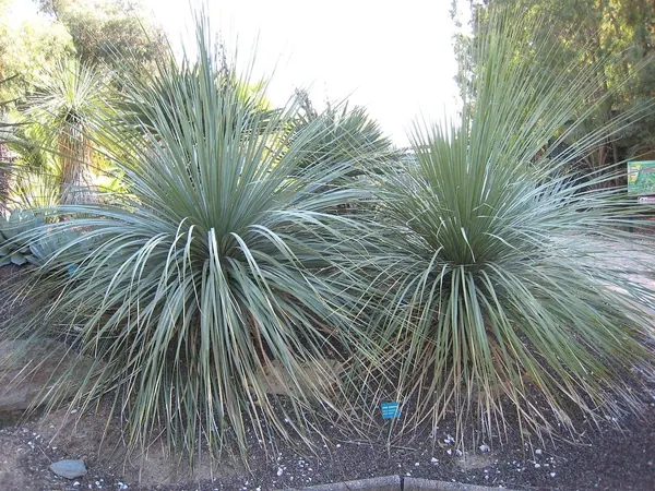 马塔佩熊草 (Nolina matapensis)
