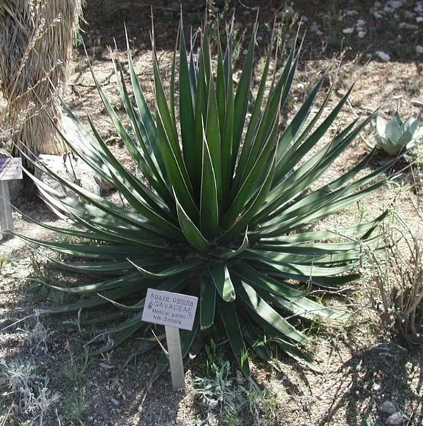 斑马龙舌兰 (Agave zebra)