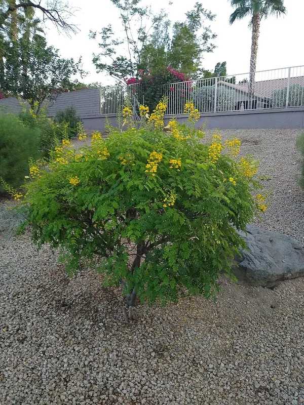 墨西哥云实 (Caesalpinia mexicana)