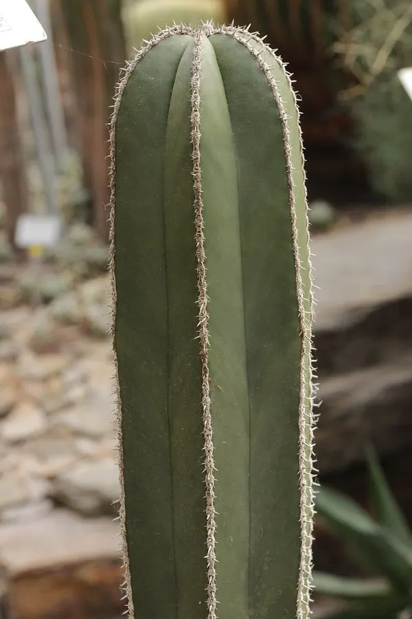 白云阁 (Pachycereus marginatus)