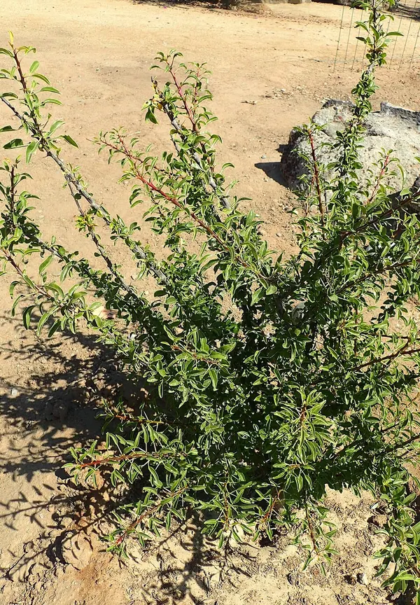 墨西哥树刺木 (Fouquieria macdougalii)