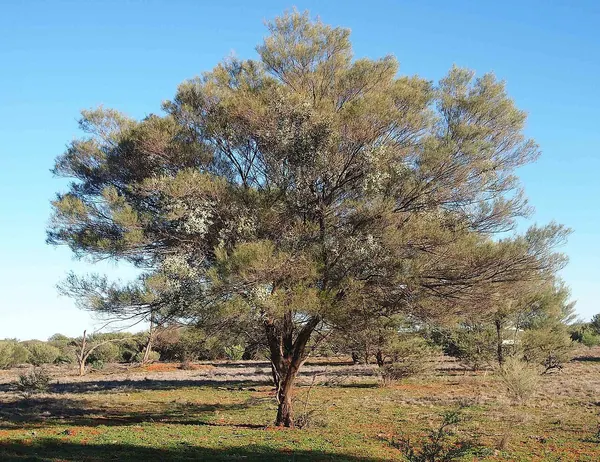无脉相思树 (Acacia aneura)