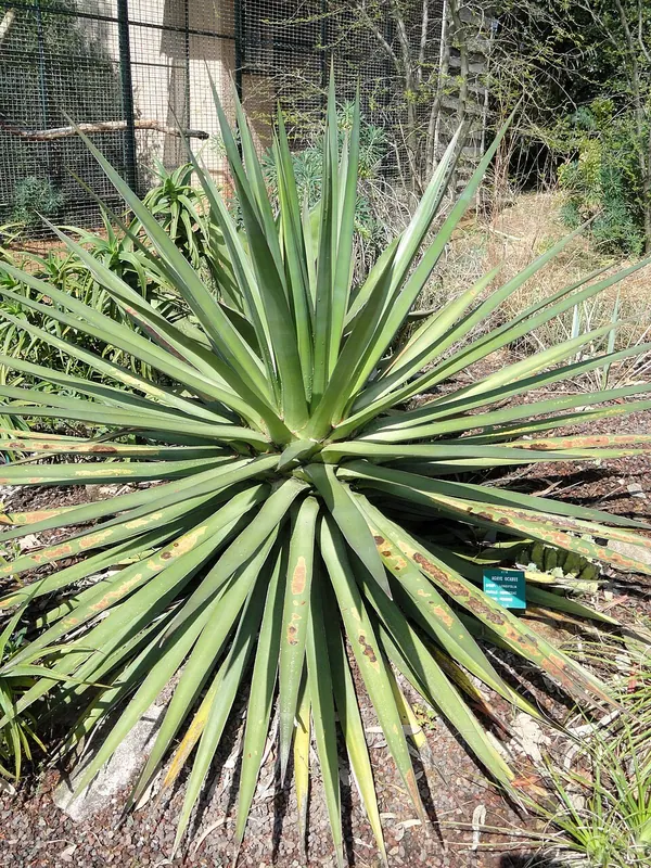 奥卡惠龙舌兰 (Agave ocahui)