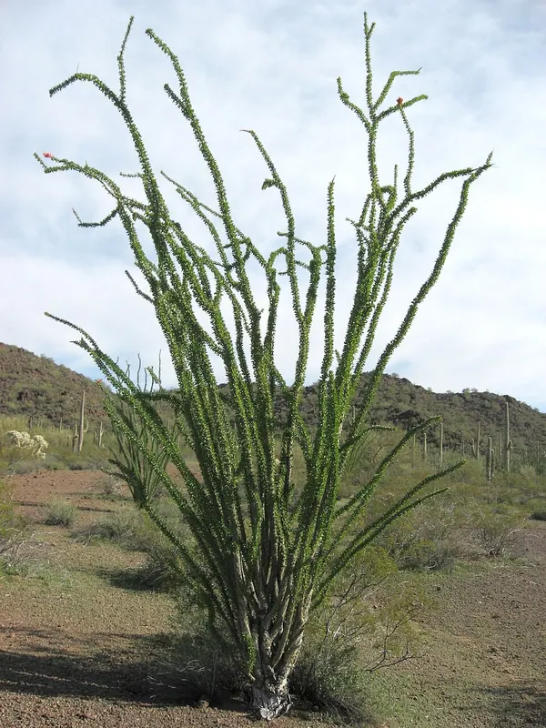 刺木 (Fouquieria splendens)