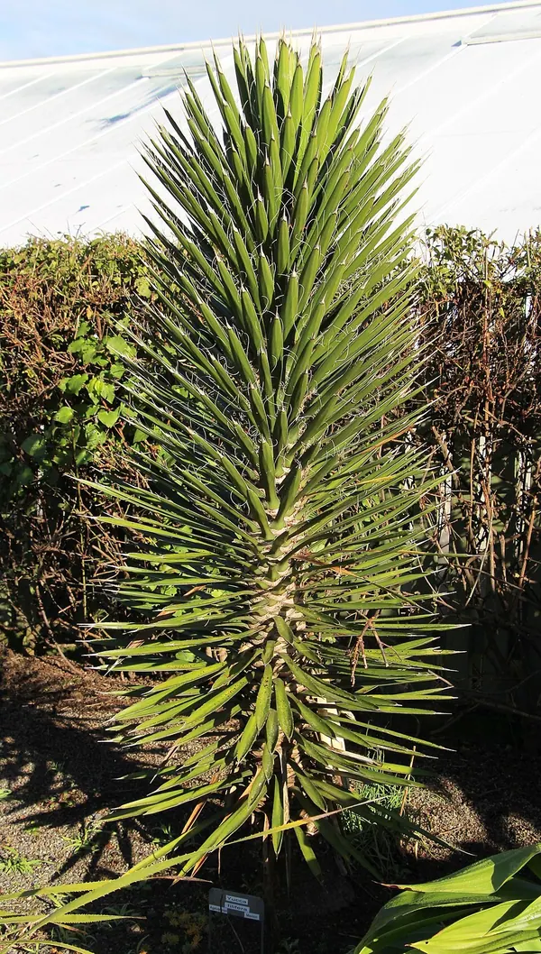 丝叶丝兰 (Yucca filifera)