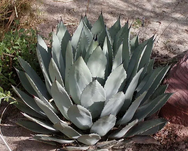帕氏龙舌兰 (Agave palmeri)