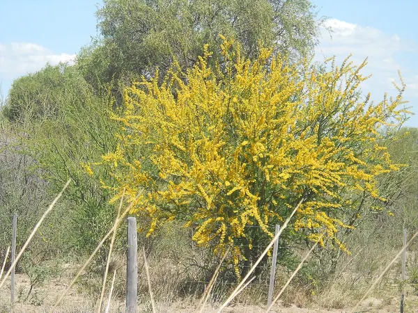 绿干扁轴木 (Parkinsonia praecox)