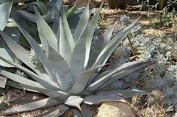 帕里龙舌兰 (Agave parryi (sometimes Mescal Agave))