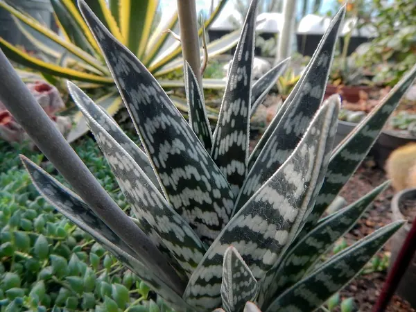 千代田锦 (Aloe variegata)