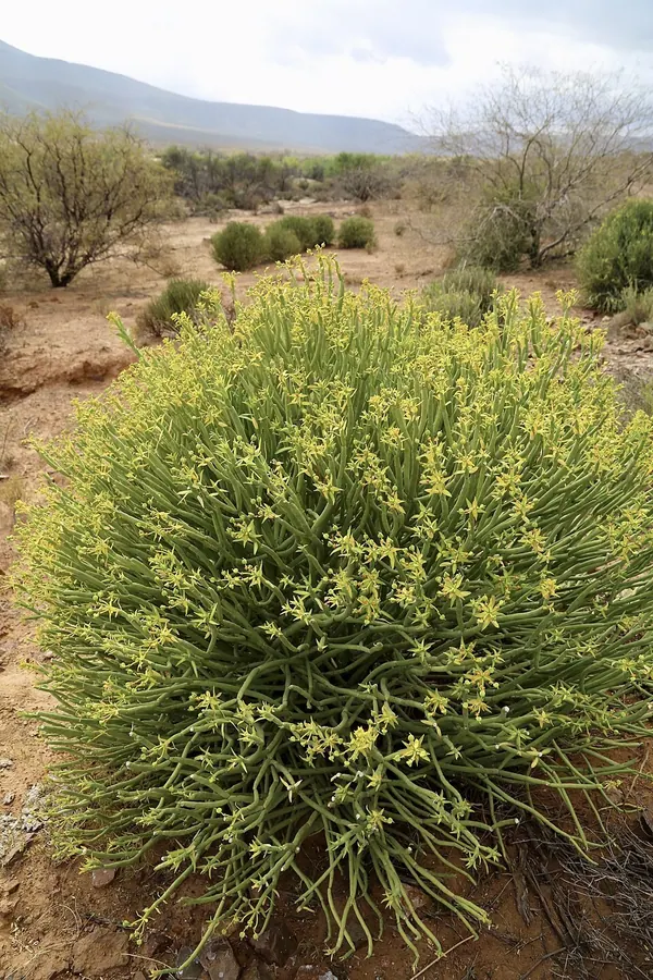 铅笔大戟 (Euphorbia mauritanica)