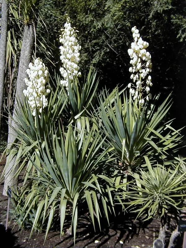 软叶丝兰 (Yucca recurvifolia)