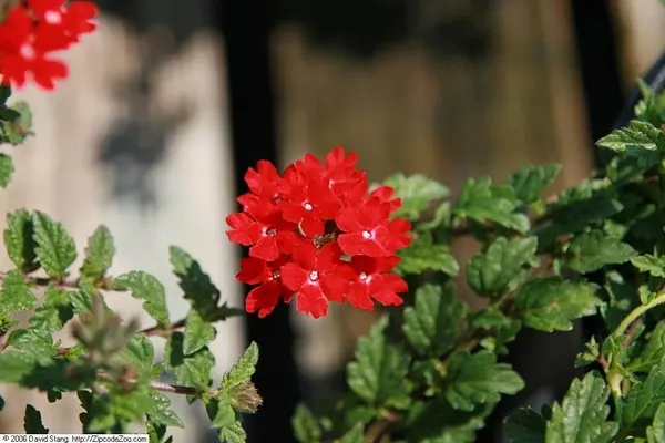 秘鲁美女樱 (Glandularia peruviana)