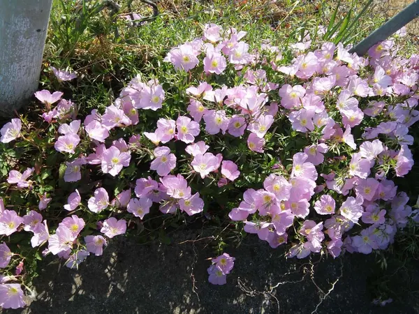 美丽月见草 (Oenothera speciosa)