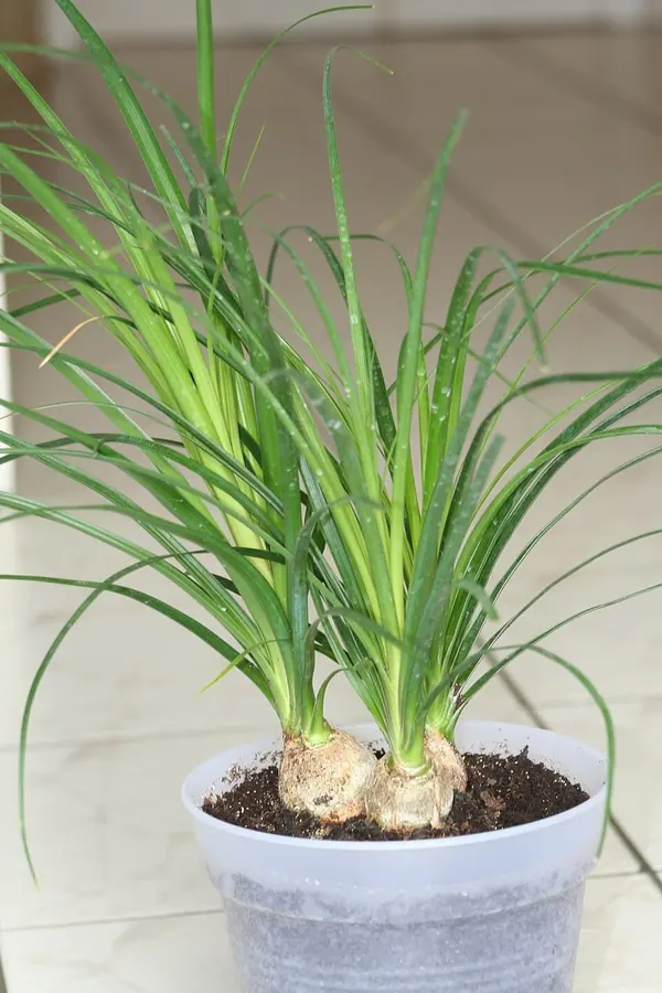 酒瓶兰 (Beaucarnea recurvata)