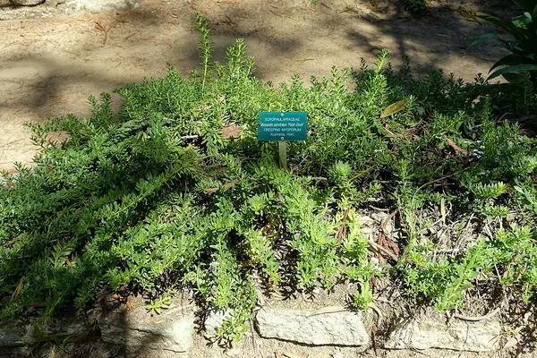 小叶苦槛蓝 (Myoporum parvifolium)