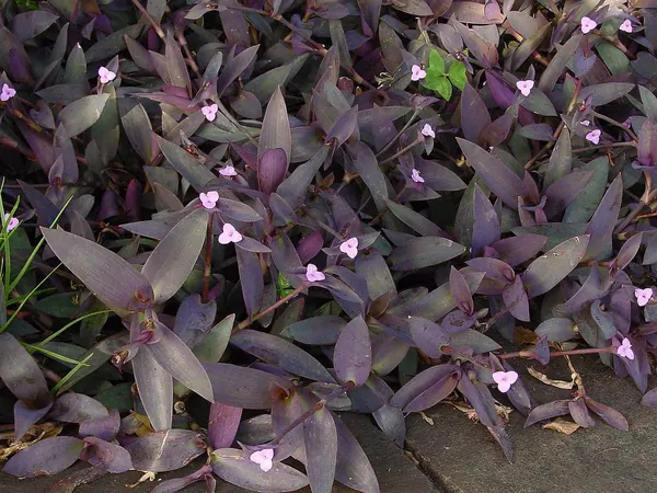 紫竹梅 (Tradescantia pallida)