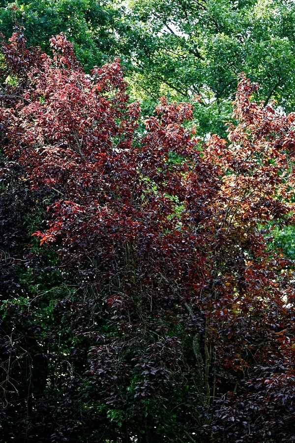 紫叶李 (Prunus cerasifera)