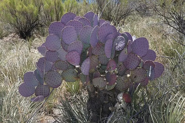 紫叶仙人掌 (Opuntia santa-rita)