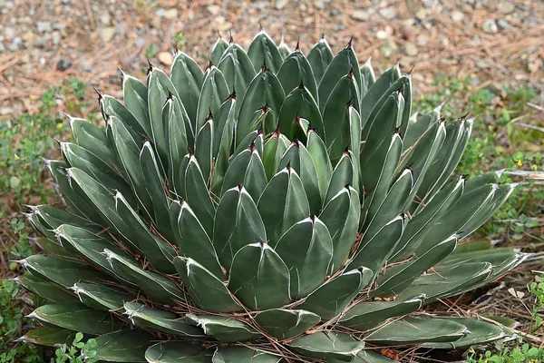 笹之雪 (Agave victoriae-reginae)