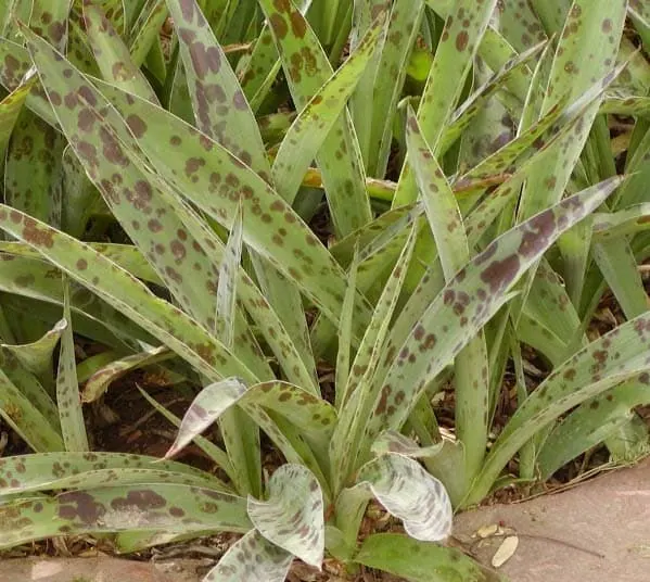 响尾蛇龙舌兰 (Manfreda maculosa)