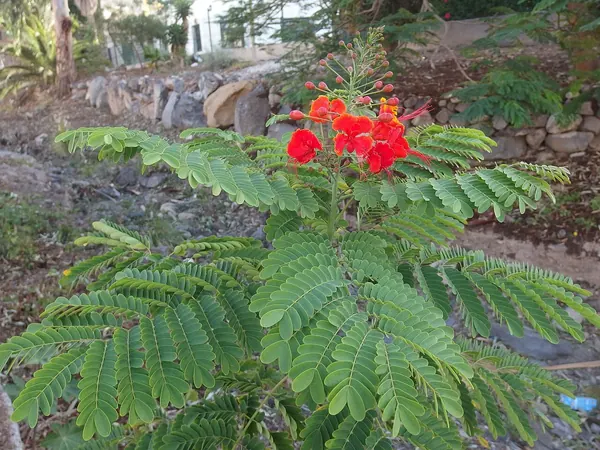 金凤花 (Caesalpinia pulcherrima)