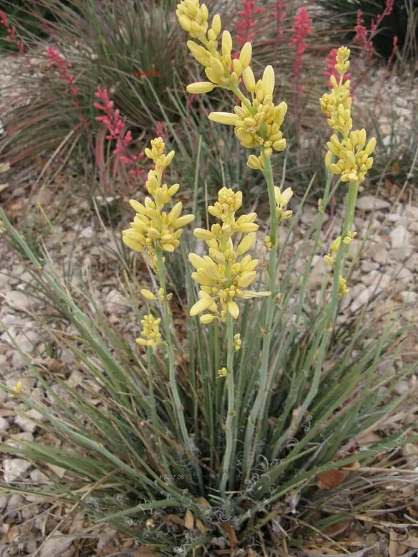 红花丝兰 (Hesperaloe parviflora)