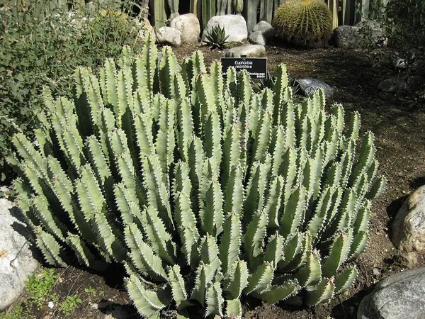 白角麒麟 (Euphorbia resinifera)