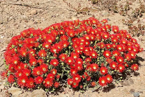 美丽露子花 (Drosanthemum speciosum 'Rosea')