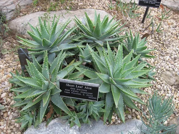 短叶芦荟 (Aloe brevifolia)