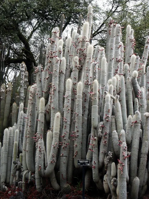 吹雪柱 (Cleistocactus strausii)