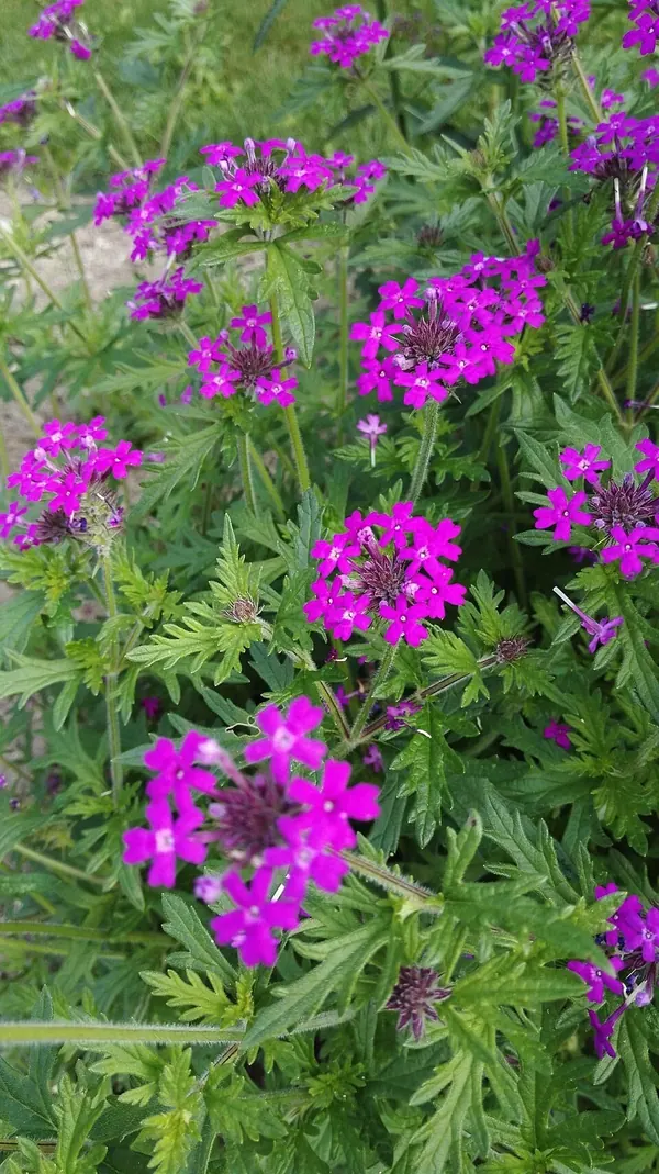 硬枝马鞭草 (Verbena rigida)