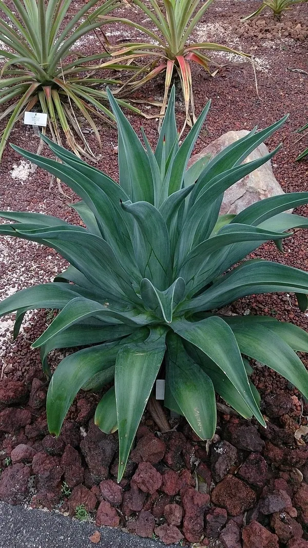 光叶龙舌兰 (Agave desmettiana)