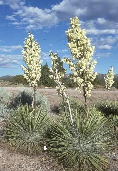 皂树丝兰 (Yucca elata)